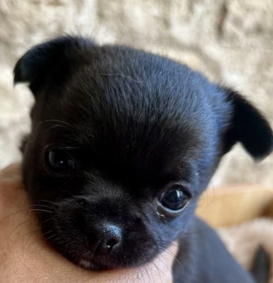 Les chiots de Chihuahua