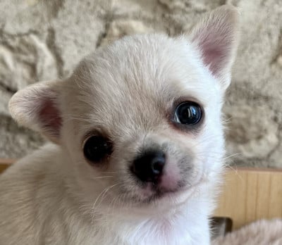 Les chiots de Chihuahua