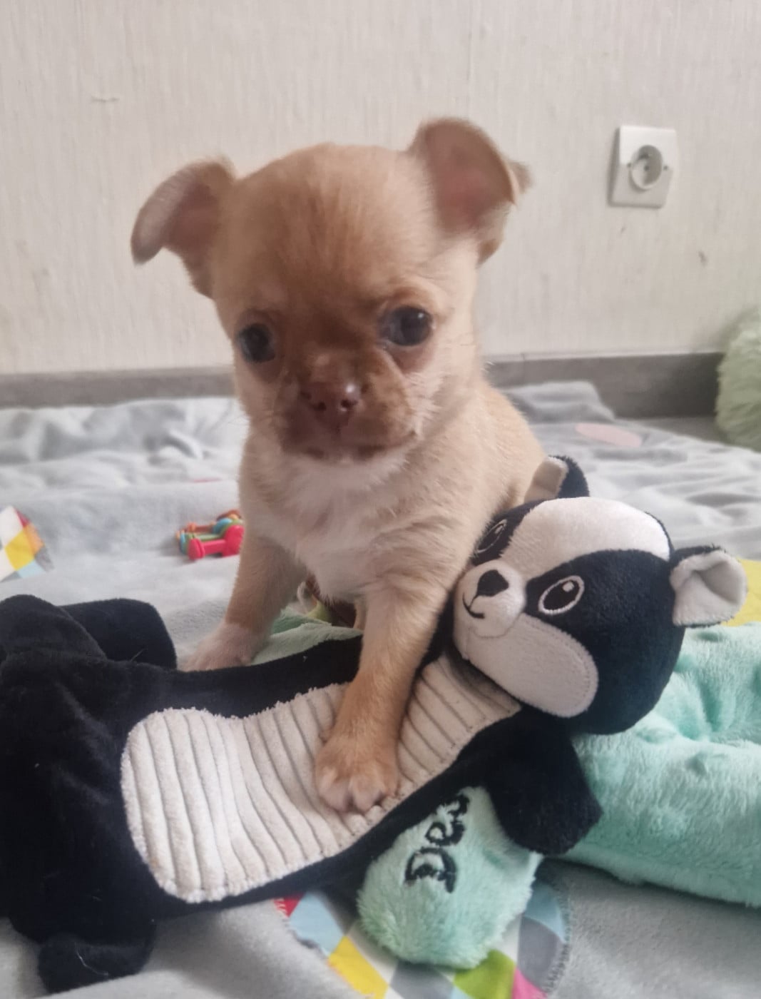 Chihuahua - Des Gourmandises De Strass