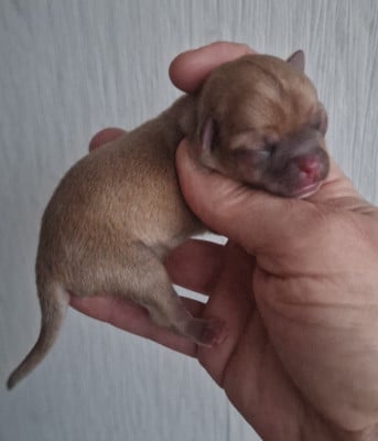 Les chiots de Chihuahua
