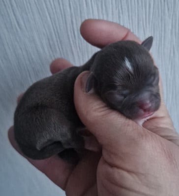 Les chiots de Chihuahua