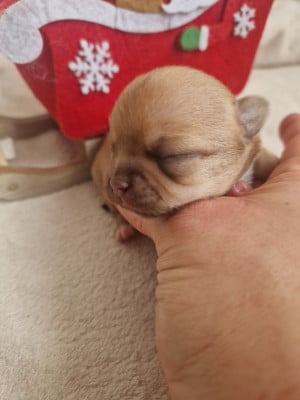 Les chiots de Chihuahua