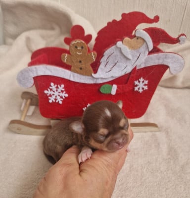 Les chiots de Chihuahua