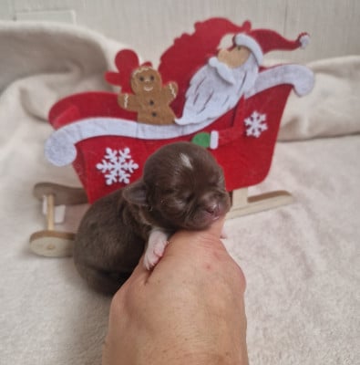 Les chiots de Chihuahua