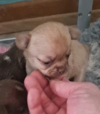 Les chiots de Chihuahua