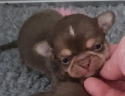 Les chiots de Chihuahua