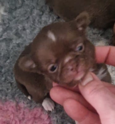 Les chiots de Chihuahua