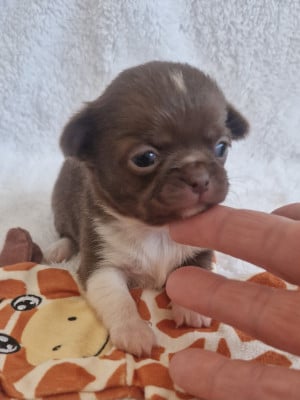 Les chiots de Chihuahua