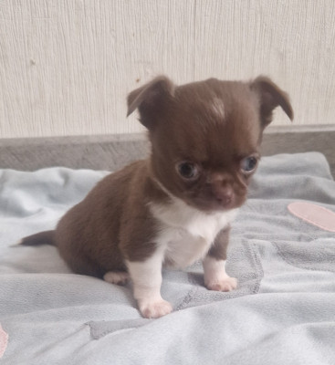 Les chiots de Chihuahua