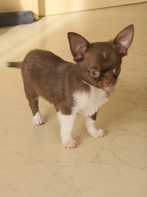 Les chiots de Chihuahua