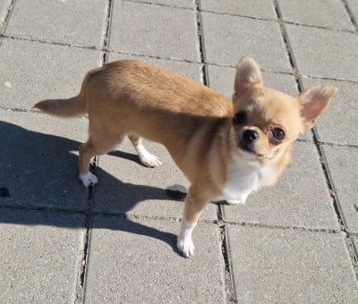 Chiot N°2 - Chihuahua