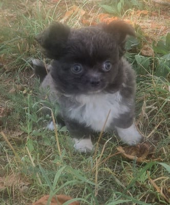 Chihuahua