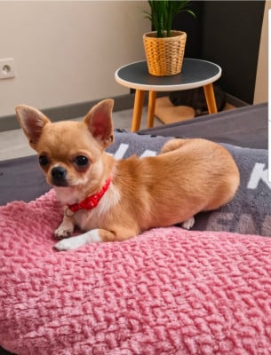 Les chiots de Chihuahua