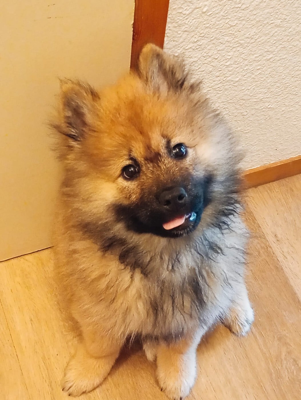 CHIOT - Eurasier