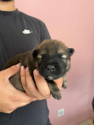 Les chiots de Eurasier