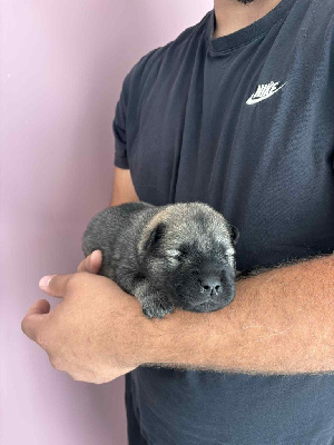 Les chiots de Eurasier