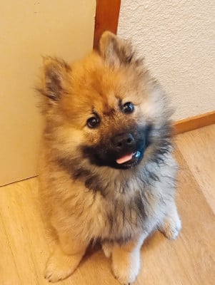 Les chiots de Eurasier