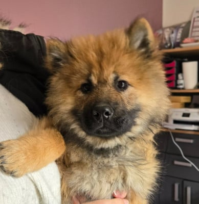 Les chiots de Eurasier