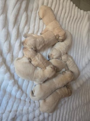 Les chiots de Golden Retriever