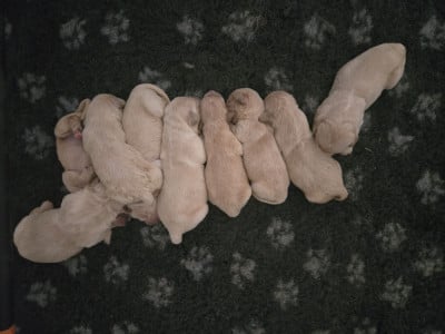 Chiot N°5 - Golden Retriever