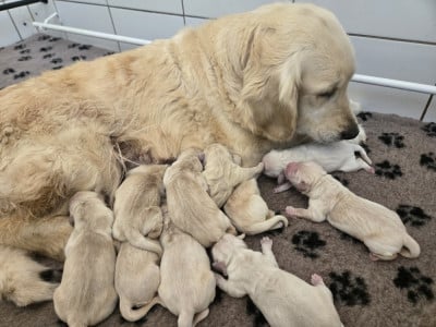 Chiot N°8 - Golden Retriever