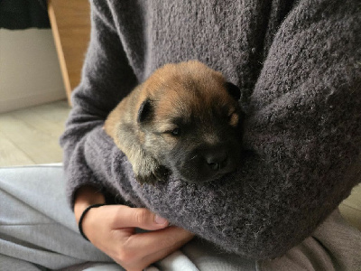Les chiots de Eurasier
