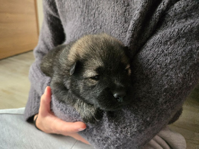 Les chiots de Eurasier