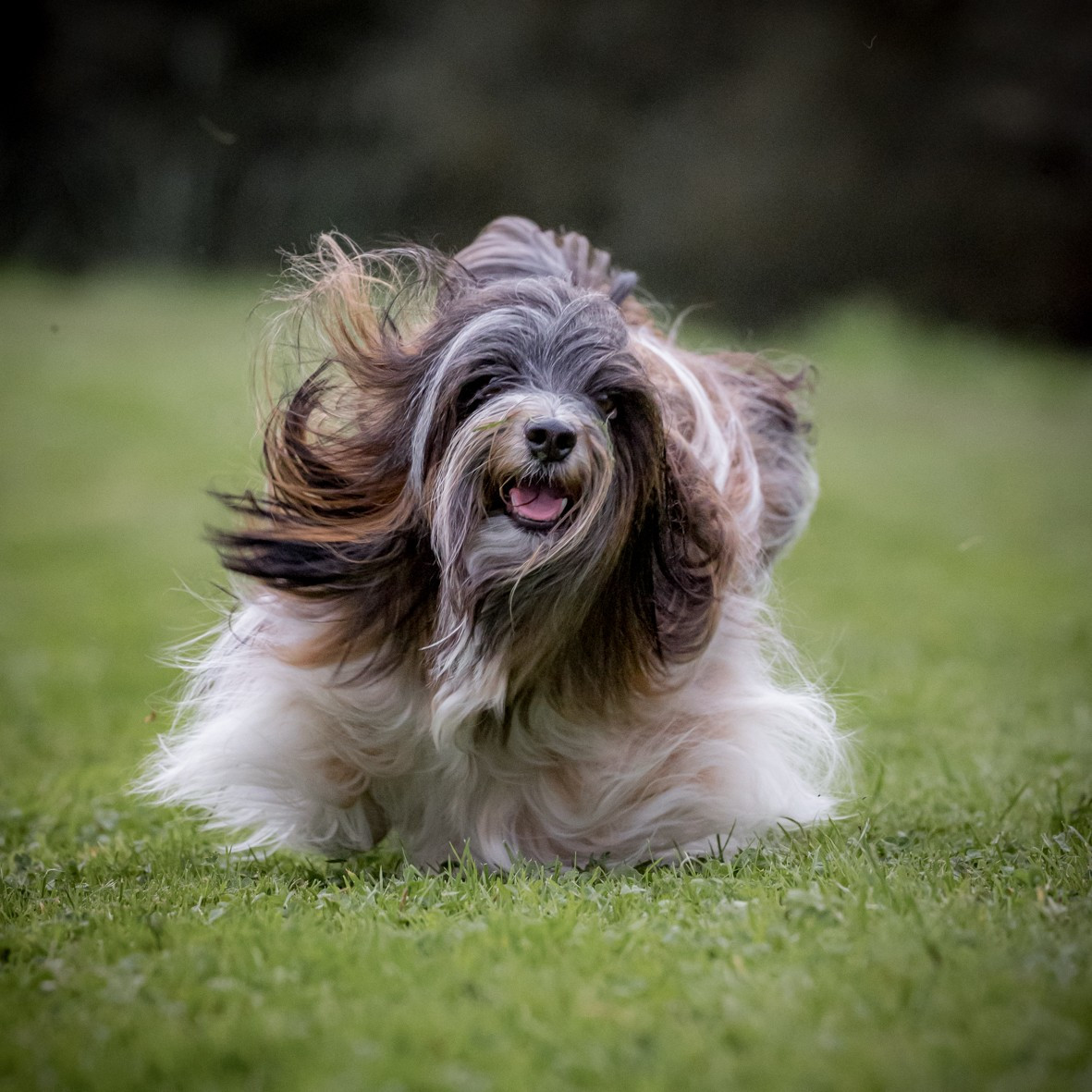 Publication : Bell'Havanese Auteur : moi