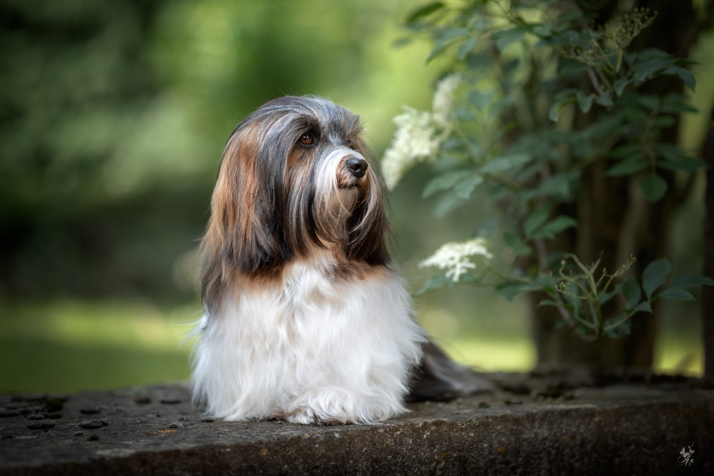 Publication : Bell'Havanese Auteur : moi