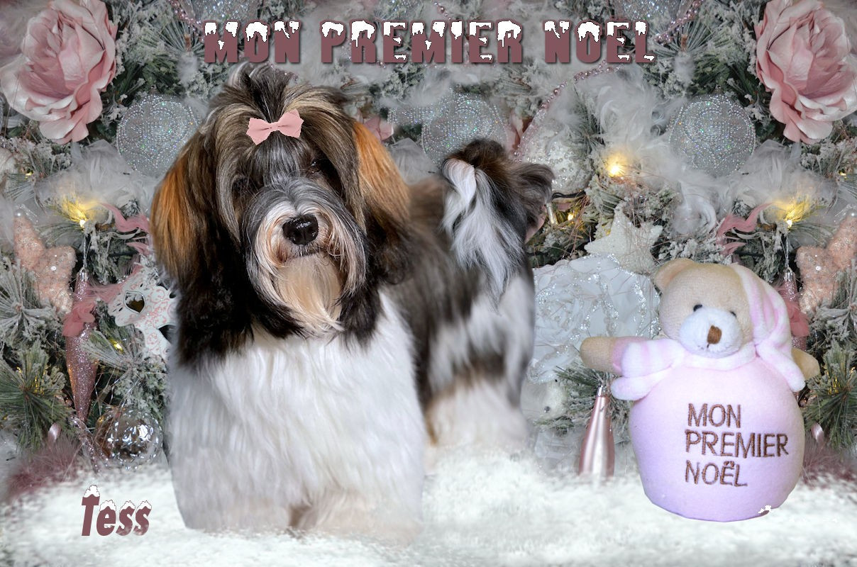 Publication : Bell'Havanese Auteur : moi