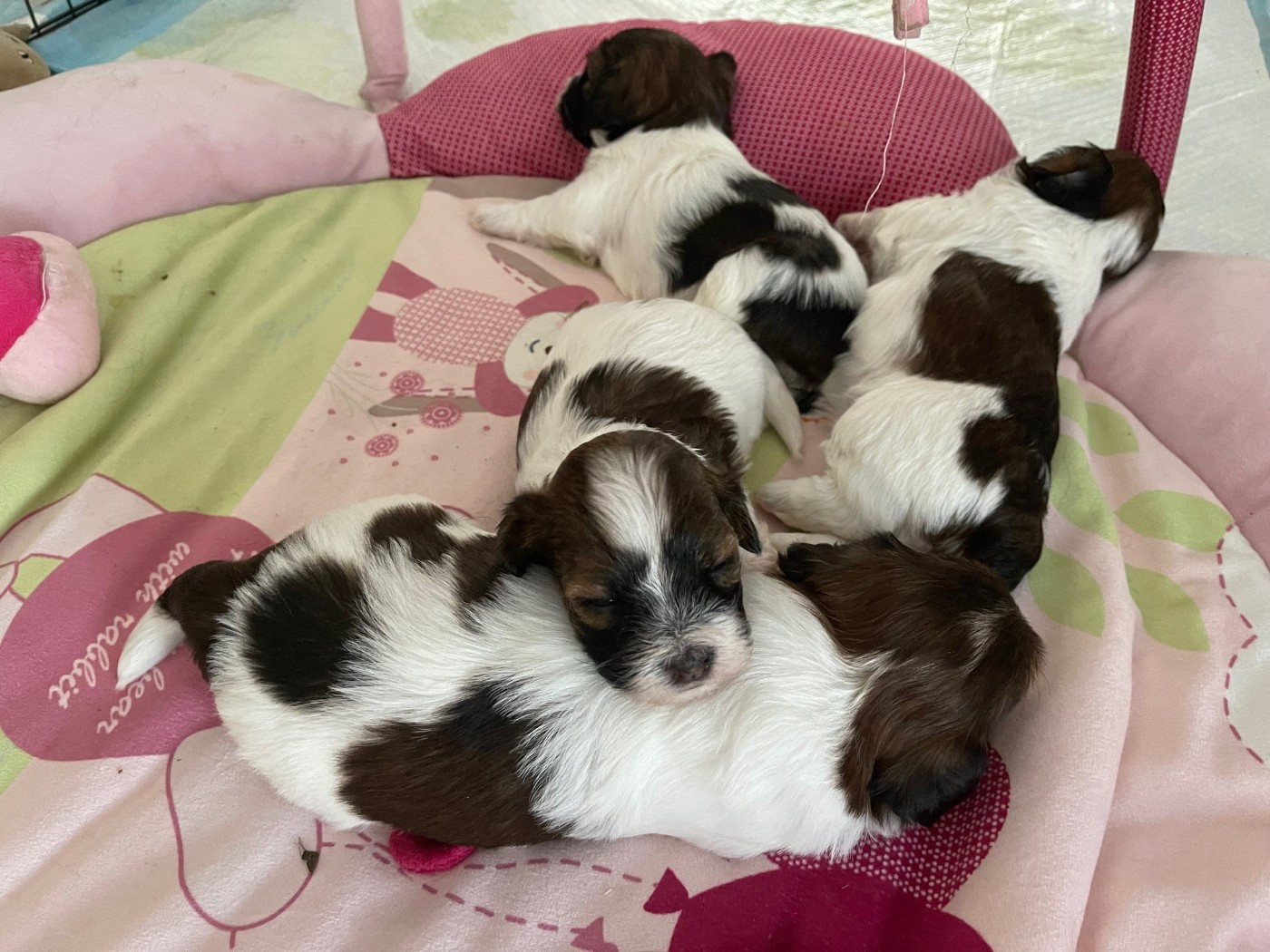 Publication : Bell'Havanese Auteur : moi