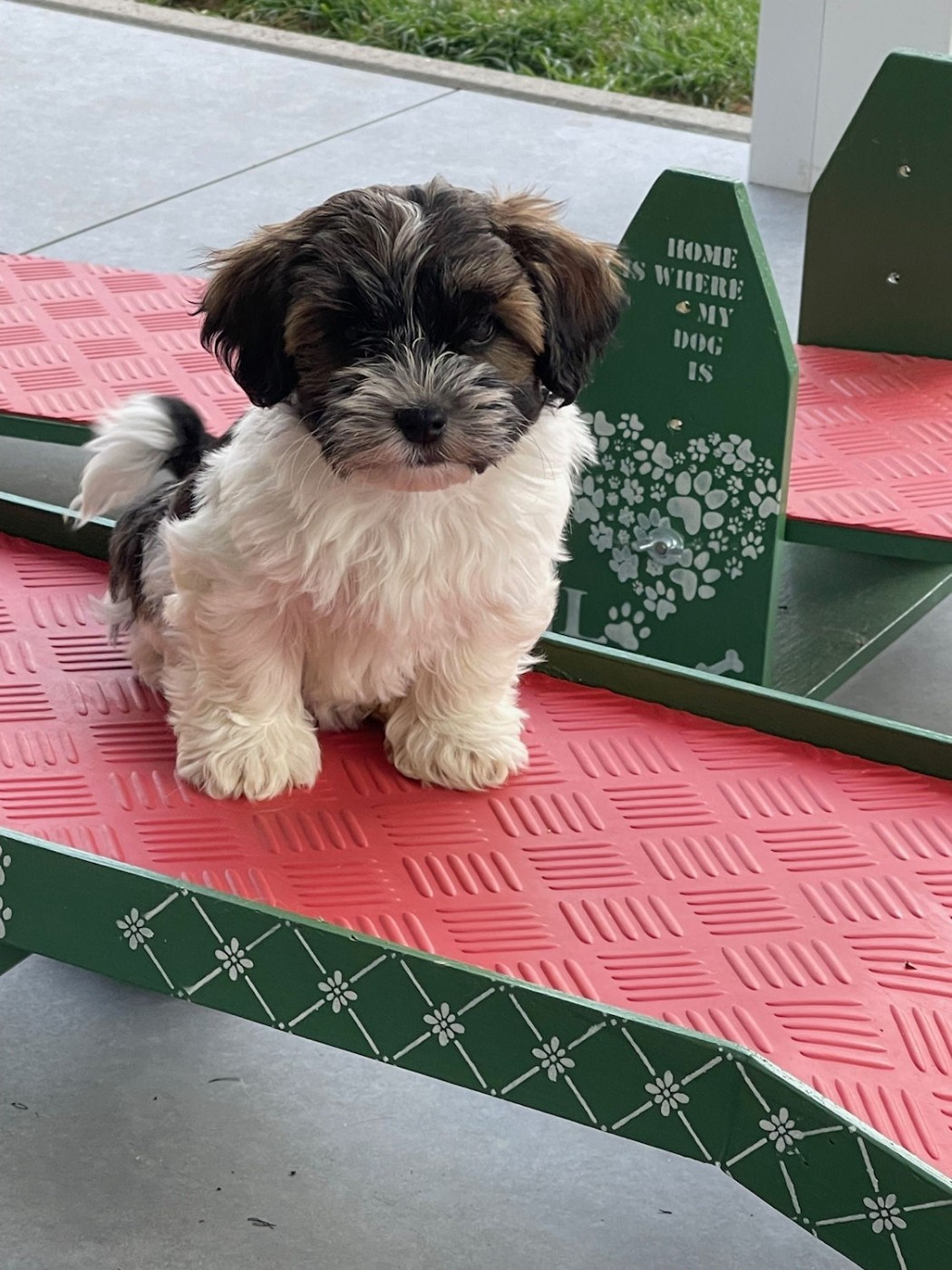 Publication : Bell'Havanese Auteur : moi