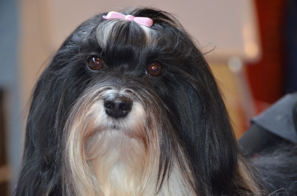 Liloubel del valle del sueño - 1ere excellent CAC-RCACIB