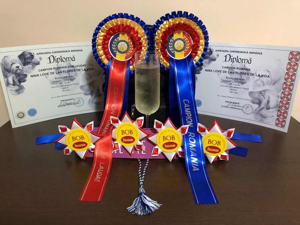CH. Nina love de las flores de la vida - CAC-CACIB-BOB & Grand Championne de Roumanie