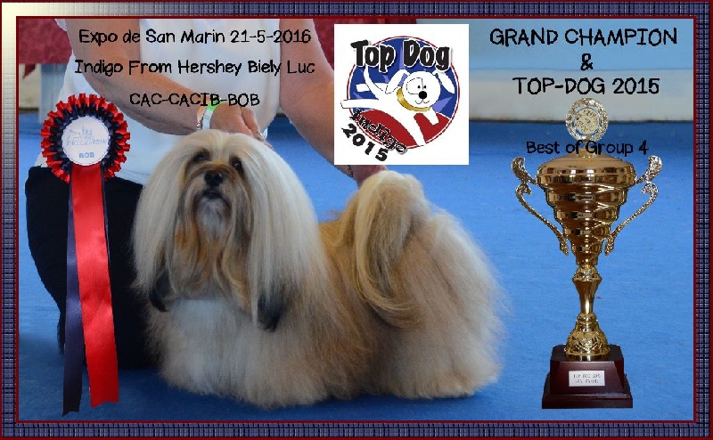 CH. . indigo from hersey biely luc - Cac-cacib-bob- Top Dog 2015 crufts qual & Grand Champion de San-Marino