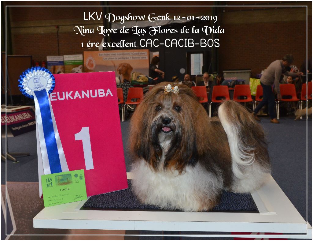 CH. Nina love de las flores de la vida - CAC-CACIB-BOS