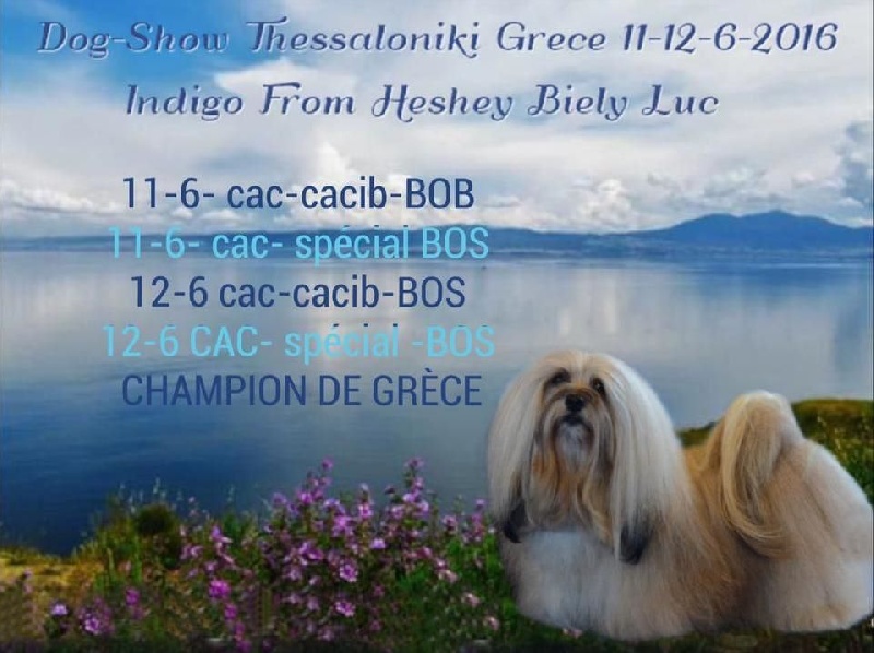 CH. . indigo from hersey biely luc - 4 cac + 2 cacib + 1 bob & 3 bos & Champion de Grecce