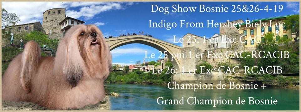 CH. . indigo from hersey biely luc - CAC-RCACIB & Champion de Bosnie