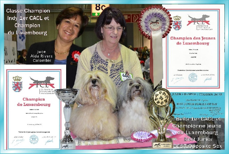 CH. . indigo from hersey biely luc - Cacl & Champion de Luxembourg