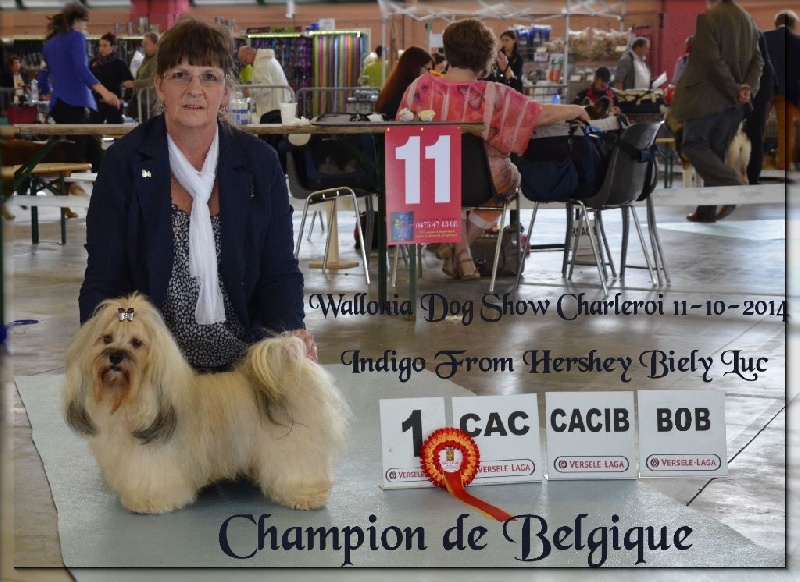 CH. . indigo from hersey biely luc - Cac-cacib-bob Champion de Belgique