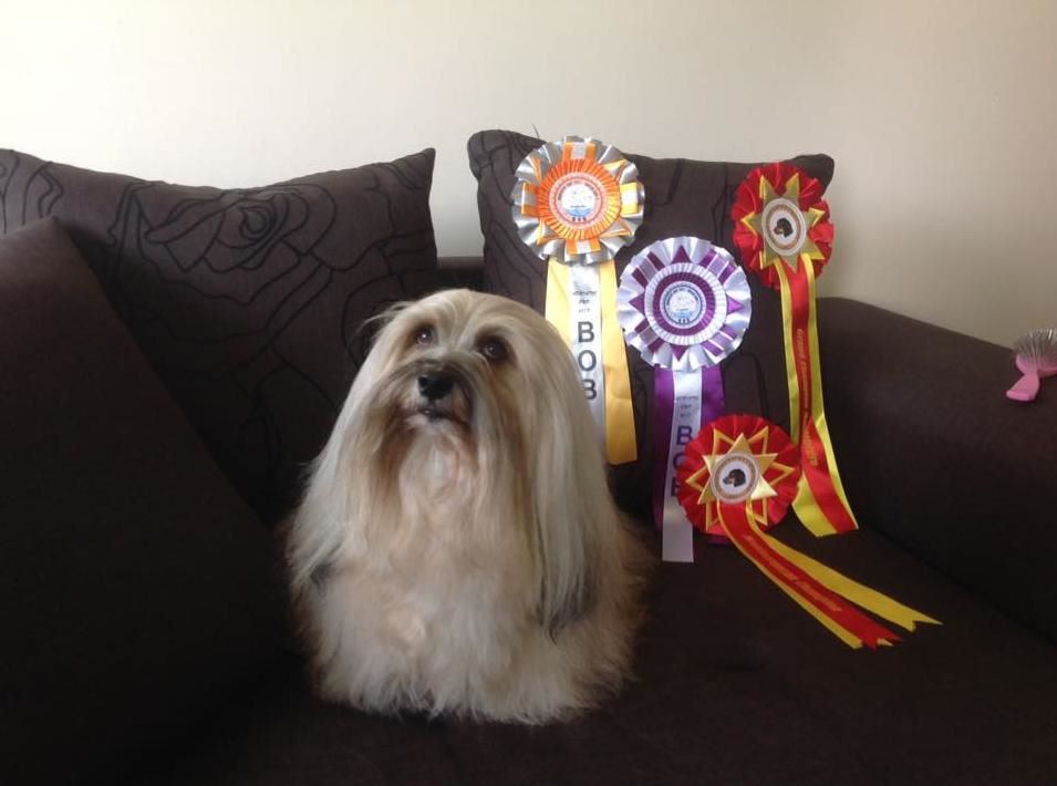 CH. . indigo from hersey biely luc - CAC-CACIB-BOB