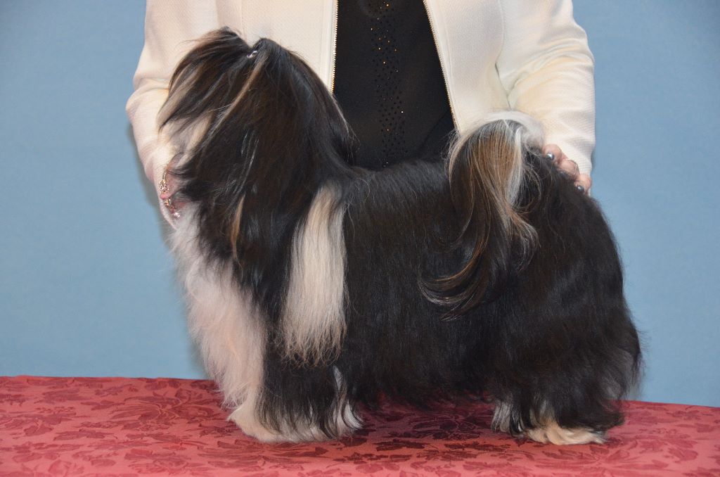 Liloubel del valle del sueño - 1ere excellent CAC-RCACIB