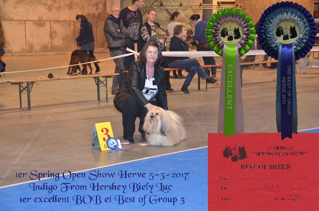 CH. . indigo from hersey biely luc - 1er Excellent BOB + Best of Group 3