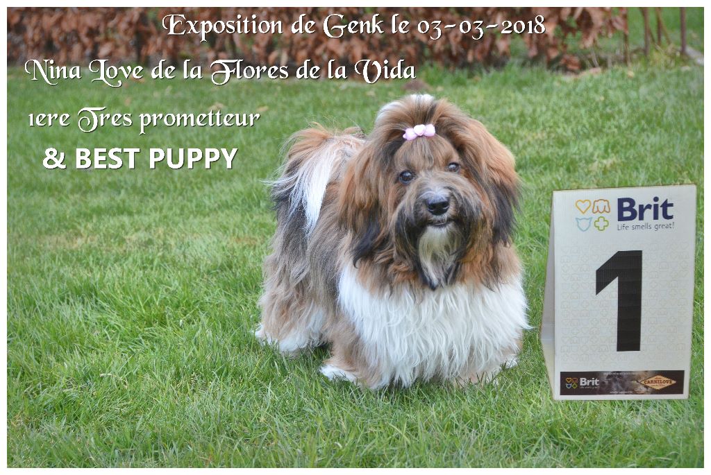 CH. Nina love de las flores de la vida - 1ère Trés prometteur Best Puppy