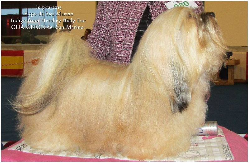 CH. . indigo from hersey biely luc - Cac-cacib-bob crufts qualification & Champion de San-Marino