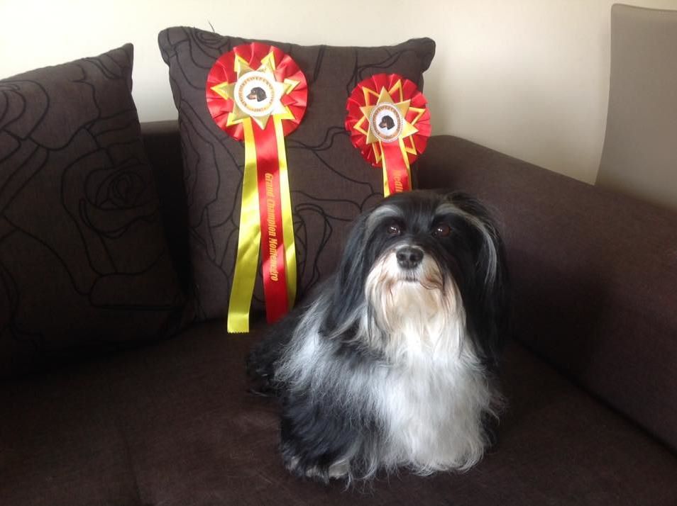 Liloubel del valle del sueño - CAC-CACIB-BOS