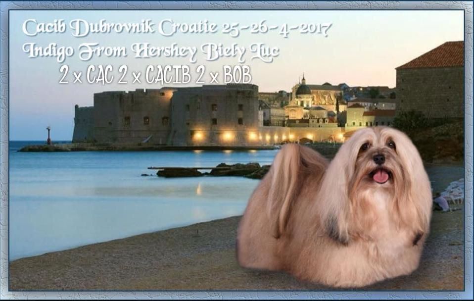 CH. . indigo from hersey biely luc - CAC-CACIB-BOB