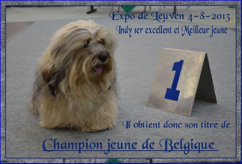 CH. . indigo from hersey biely luc - Champion Jeune de Belgique