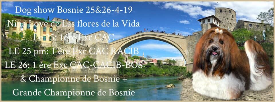 CH. Nina love de las flores de la vida - CAC-CACIB-BOS & CHampionne+Grande Championne de Bosnie Herzégovine
