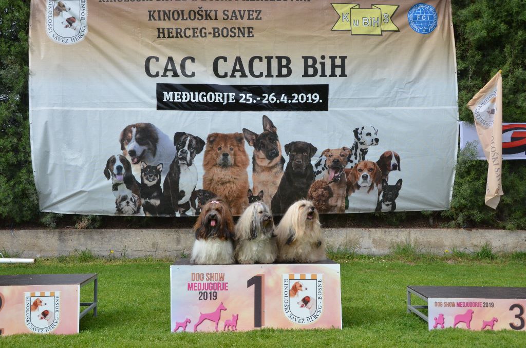 CH. . indigo from hersey biely luc - CAC